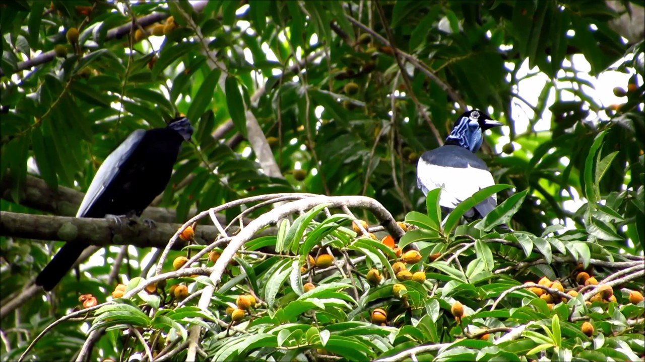 Anambé pombo/Gymnoderus foetidus/Bare-necked Fruitcrow 
