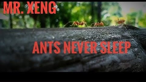 AntsNeversleep (Ants Unity ) -  Mr. Xeng official video 2020