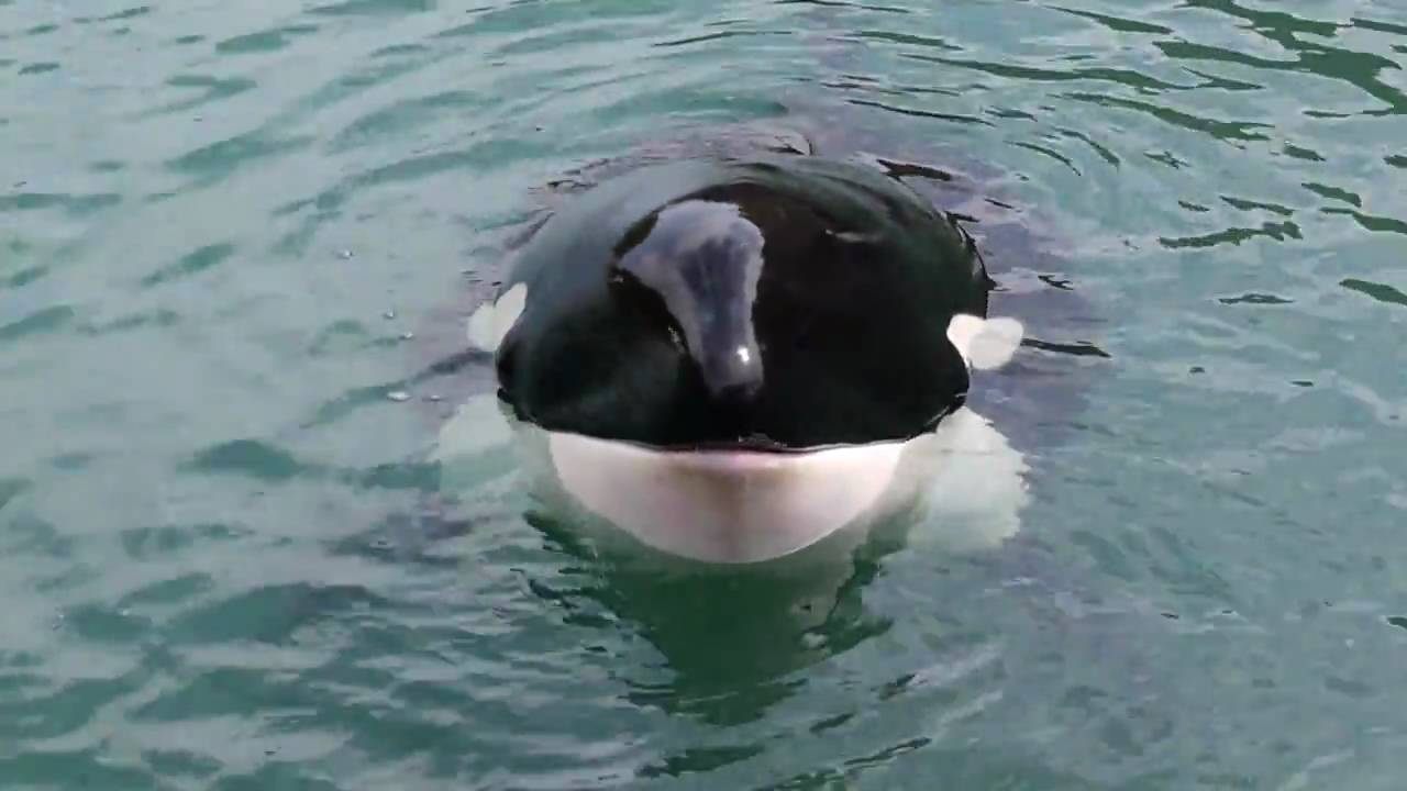 シャチのナミちゃん えさタイム２ Orca Namichan In Taiji 2 Youtube