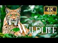 Capture de la vidéo Majestic Adventure Wildlife 4K 🐻 Discovery Relaxation Amazing Wild Film With Relaxing Piano Music