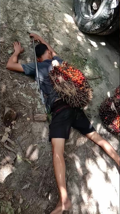 Tertimpah buah sawit saat bekerja, seperti itu kronologi nya#shorts
