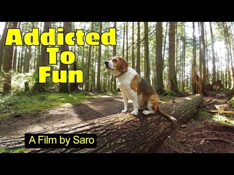 A beagle's day. Harvey the beagle is addicted to having fun beagle dog training collars
