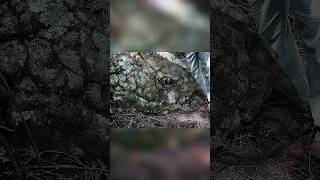 Titanic Snake Head | REVEALED #archaeology #nature