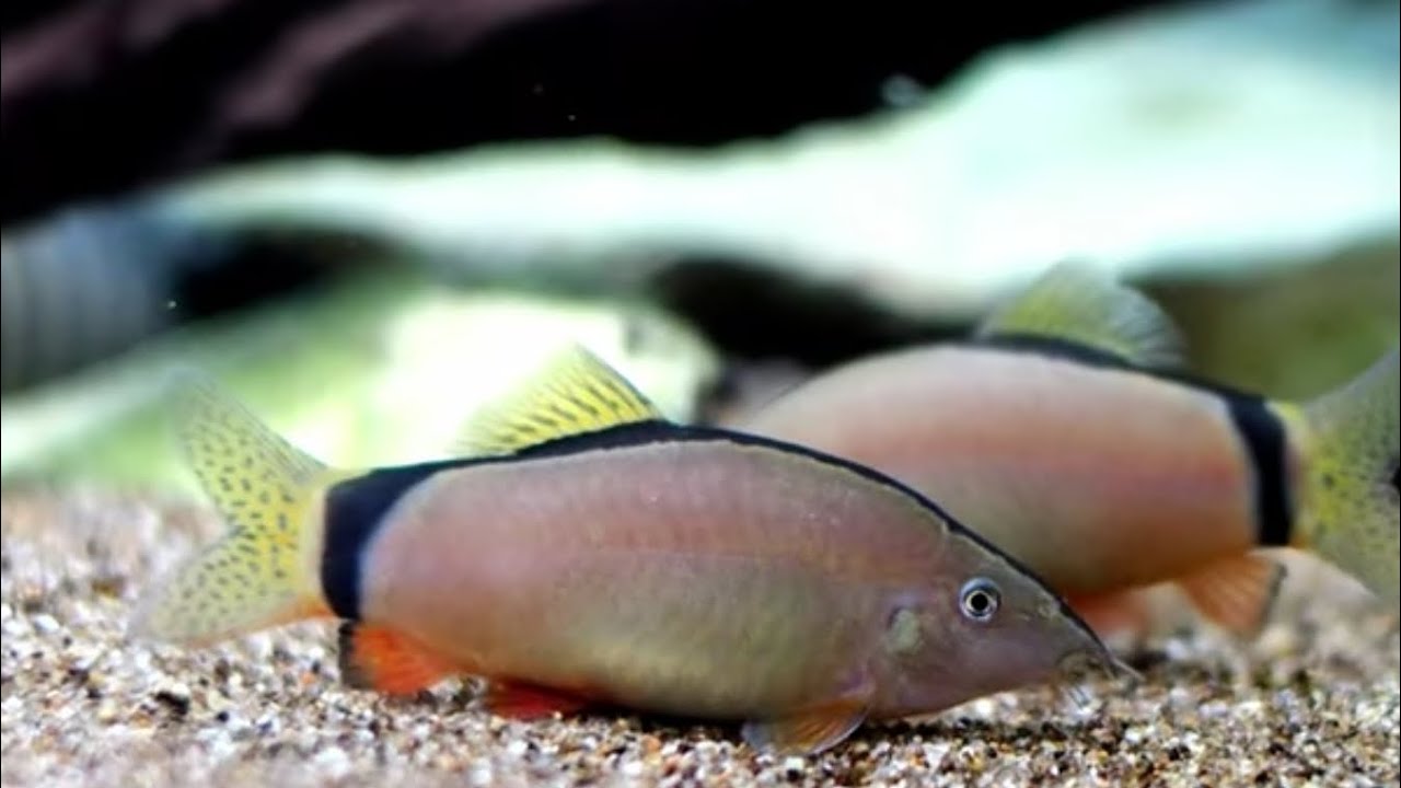 Skunk Botias/ loaches