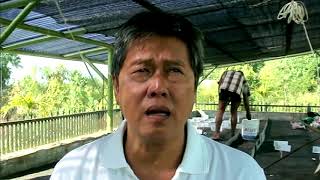 Penetasan Semi Alami