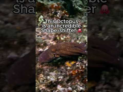 🐙 The Octopus has a real-life superpower -Shapeshifting! #Octopus #AnimalFacts #oceanwildlife