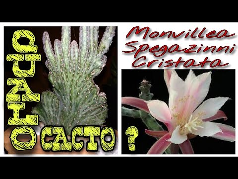 Cacto Rabo de Sereia ( Monvillea Spegazzinii ), Qual o Cacto ?... - thptnganamst.edu.vn