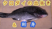 閲覧注意 黒鯛 チヌ で魚の血抜き 神経締め 魚の締め方の紹介 解説付き その2 Youtube 閲覧注意 黒鯛 チヌ で魚の血抜き 神経締め 魚の締め方の紹介 解説付き その2 Youtube