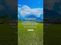 bukan tentang padi