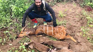 Bushmeat Hunting With Yoruba Hunters Of Nigeria