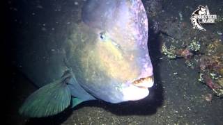隆頭鸚哥魚 