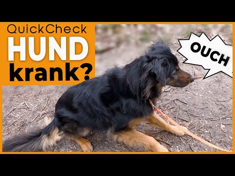 Video: Symptome eines eingeklemmten Nervs auf dem Rücken eines Hundes