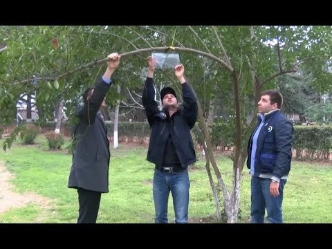 ფერომონები თბილისშიც დამონტაჟდება