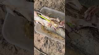 Pin Pin's friends catch fish