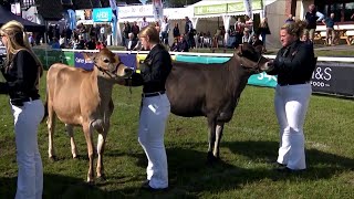 Gwartheg Jersey Heff Ifanc | Junior Jersey Heifers