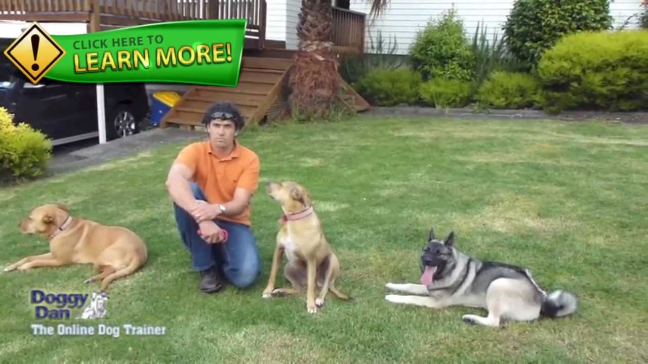Denver Dog Training The Best Denver Dog Training System in 2013 YouTube