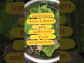 Hibiscus leaves hair mask for hair growth.