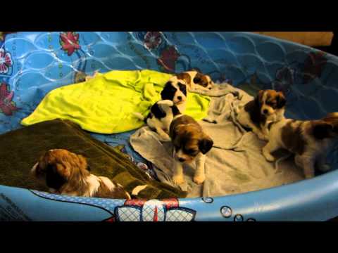 Plum Creek Cavachons week 5 part 2 - puppy overload