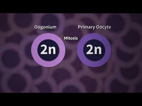 ቪዲዮ: Parthenogenesis የሚከሰተው የት ነው?