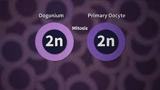 Parthenogenesis