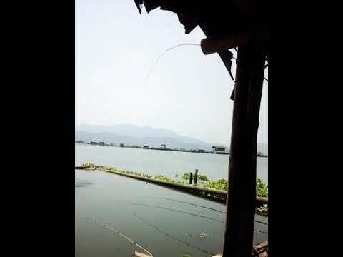 mancing-ikan-nila-besar-jangari-tarikan-nya-mantap...
