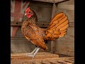 Latest variety of fancy and beautiful hens   my nabeel tv