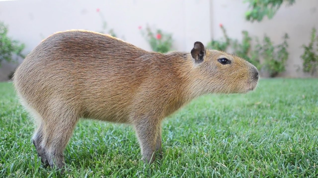 Sweetie The Capy Eating Grass - YouTube