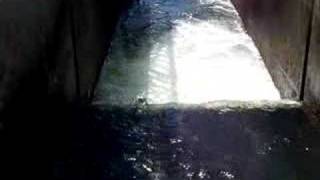 Fish going up the ladders @ the Feather River Fish Hatchery