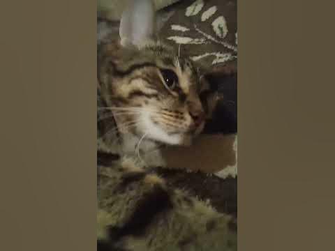 милый кот 😺 - YouTube