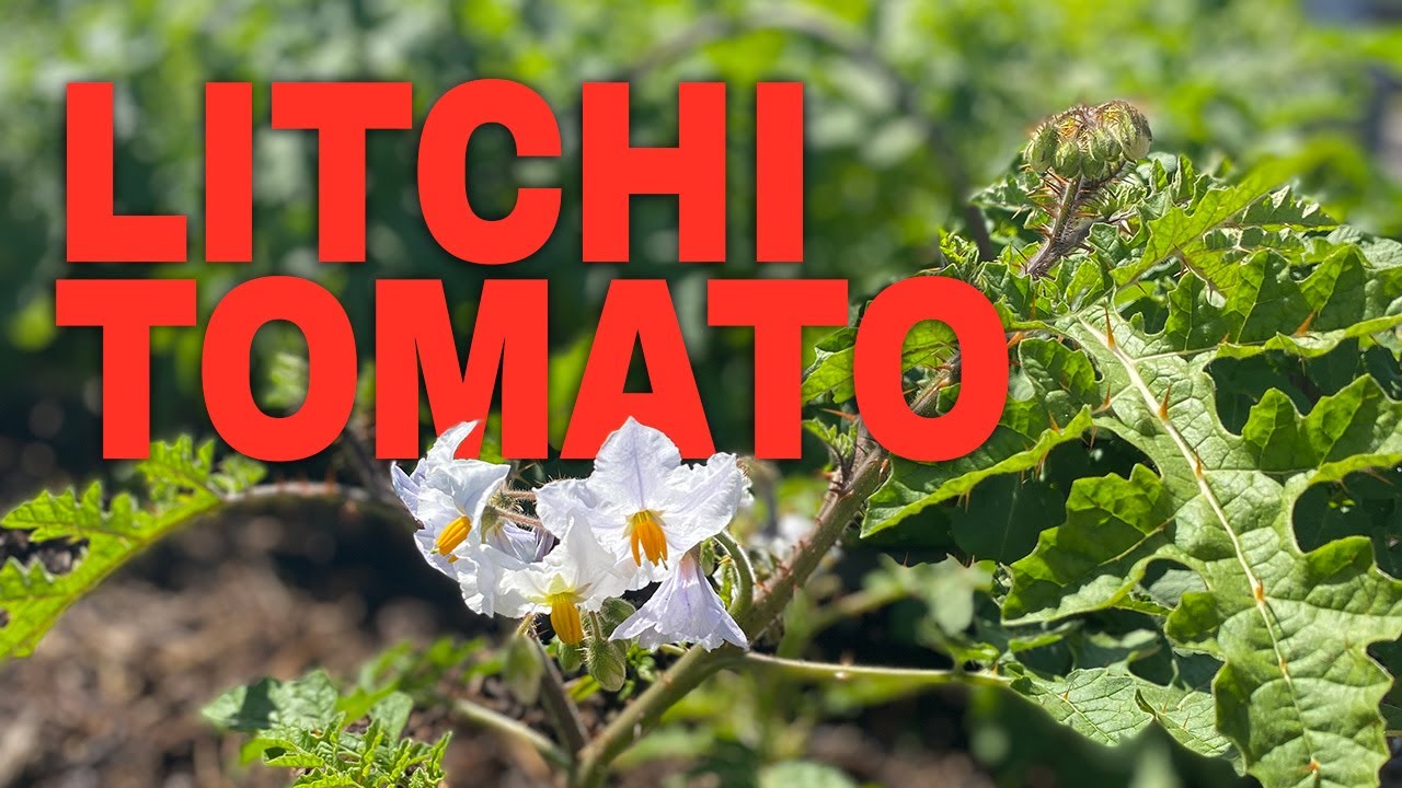 Comment Cultiver La Morelle De Balbis (Solanum Sisymbriifolium - Foto 9