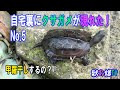 自宅裏にクサガメが現れた！No.5　～甲羅干しするの？！～