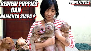 REVIEW PUPPIES LUCU HEWIE DAN PEMBERIAN NAMA #HEWIE PITBULL