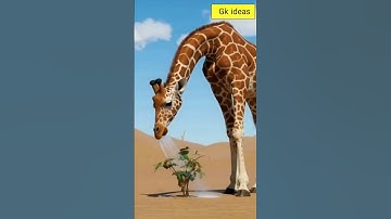 Giraffe saved the plum tree from drying up by watering it 😭 #ai #save #tree #giraffe