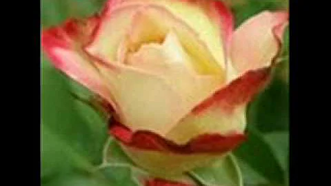 ADIOS  LINDA  CANDY   JEAN  FRANCISCO  MICHEL.wmv