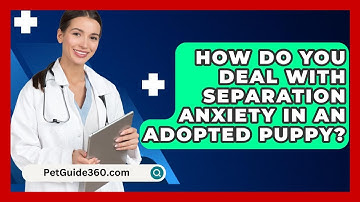 How Do You Deal With Separation Anxiety In An Adopted Puppy? - PetGuide360.com