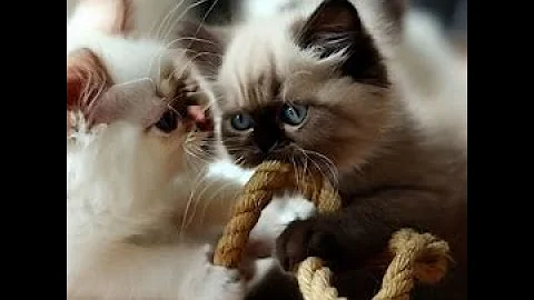 Watch the video about What Happened if you mix Siamese with Persian Kittens (playing and Trainning