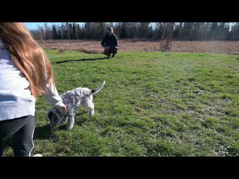 Lagotto puppies need a reliable recall