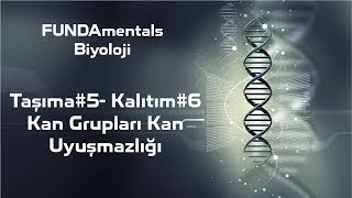 Download Taşıma#5- Kalıtım#6 Kan Grupları Kan Uyuşmazlığı Video MP3 Taşıma#5- Kalıtım#6 Kan Grupları Kan Uyuşmazlığı