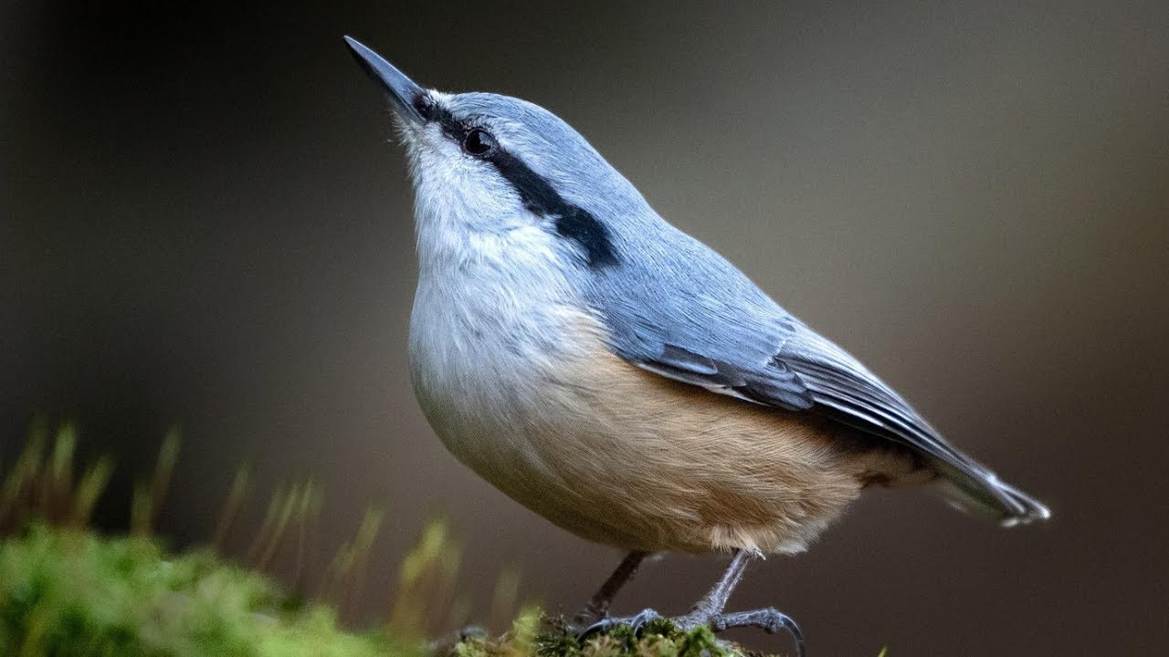 Spætmejse – hør dens klare kald på 1 minut