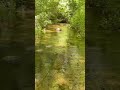  Sitting next to a creek, listening to the sounds of the forest  #forestwhispers #nature