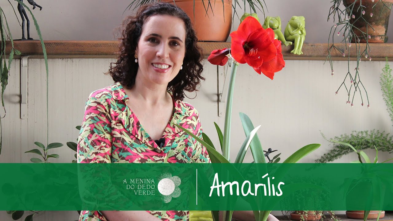 Amarilis - Saiba Como Cuidar (Hippeastrum hybridum) - Blog das Flores