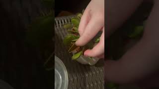 Feeding a scorpion to my venus fly trap