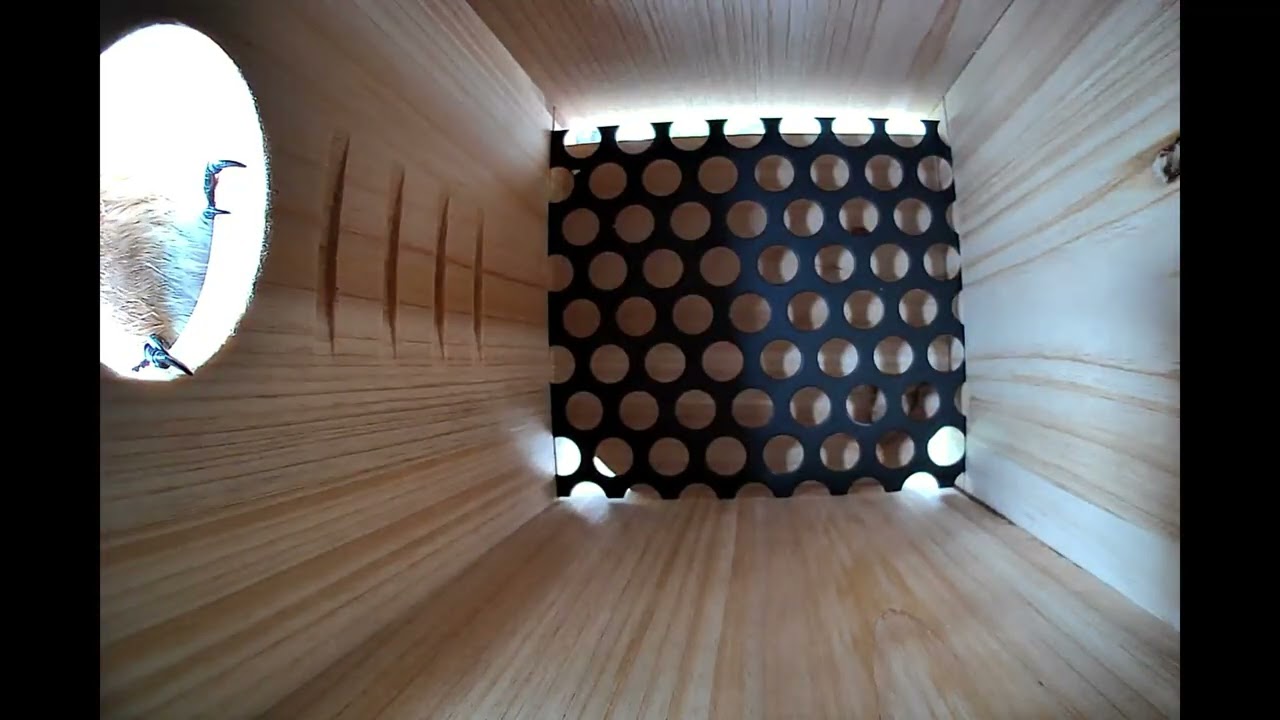 Bluebert Bumblebeak: Home Inspector Extraordinaire (AKA: One Bird. One Box. Infinite Doubt.)