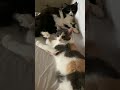 #смешнойкот#кошки#приколыскотами#кот#cat#catlover #умныйкот#pets#юмор#мем