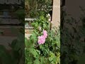 The earth laughs in flowers