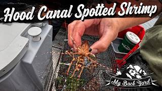 2026 Hood Canal Spotted Shrimp Day Two!