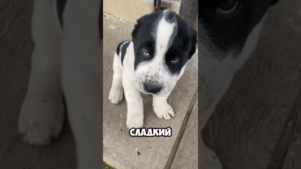 Алабай в деле #шортс #собака #алабай #животные