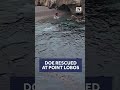 Video shows Point Lobos stranded doe rescue; animal later dies, State Parks says