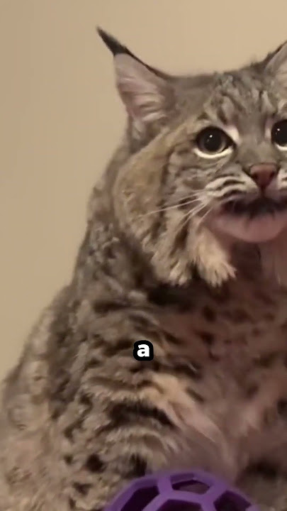 A Lynx in Disguise
