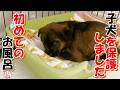【保護犬　子犬】子犬を保護しました　最初の１匹目